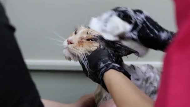 Maine Coon Owner Pets Calm While Pro Groomer Quickly Washes — Stock video