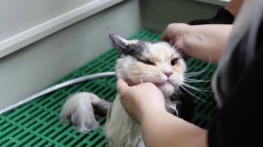 Tatlı kedicik kedi spasında duş alırken biraz stresli.