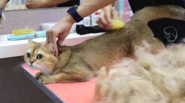 Kedi salonunda daha az saç daha çok güzelliğe dönüşür.