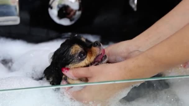 Calma cucciolo in lux bagno caldo massaggiato in salone di cane — Video Stock