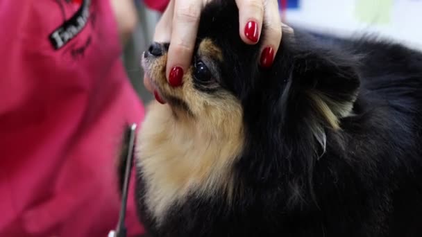 Λεπτή αποτρίχωση για ειδικό Pomeranian στυλ στο σαλόνι σκύλων — Αρχείο Βίντεο