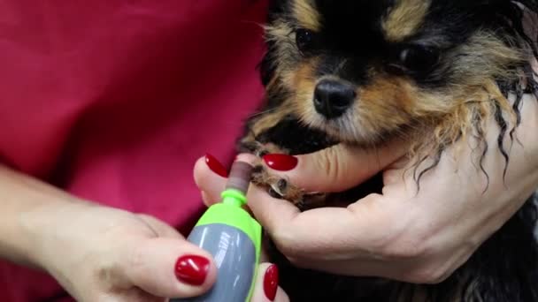 Delikatny lakier do paznokci dla małego psa w salonie zoologicznym — Wideo stockowe