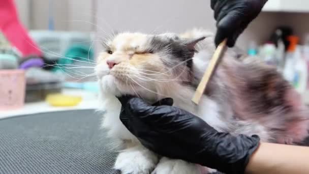 Hayvan otelinde kedi uzun saçı için yumuşak tımarcılar fırçalar. — Stok video