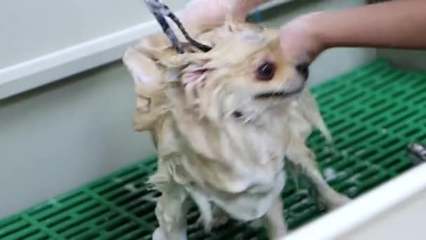 波美拉尼亚斯皮茨在狗狗温泉里接受治疗 — 图库视频影像
