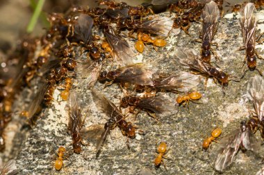 Citronella Karınca Sürüsü (Lasius interjectus)