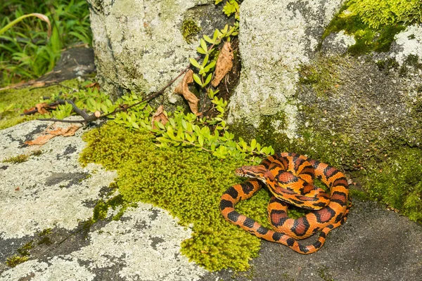 Okeetee Corn Snake Pantherophis Guttata — Stock Photo, Image