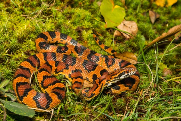 Okeetee Corn Snake Pantherophis Guttata — Stock Photo, Image