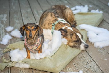 Köpekler güvertedeki bahçe mobilyalarını yok etti.