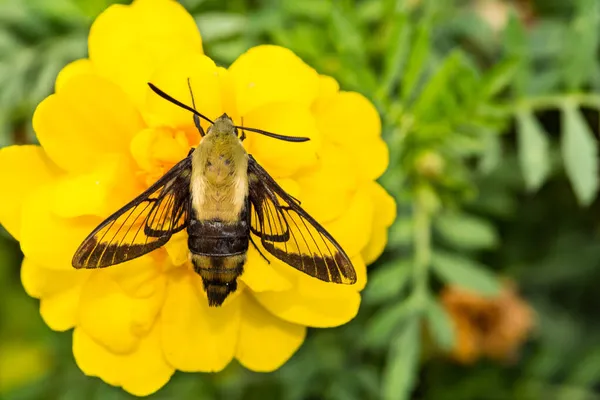 Snowberry Clearwing Moth Hemaris Diffinis — Stockfoto