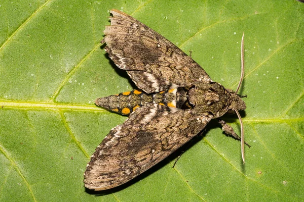 Polilla Esfinge Carolina Manduca Sexta — Foto de Stock