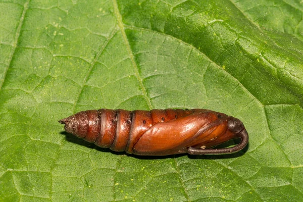 Carolina Sphinx Moth Pupa Isolada Uma Folha Verde — Fotografia de Stock