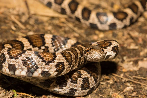 Östra Mjölkormen Lampropeltis Triangulum — Stockfoto