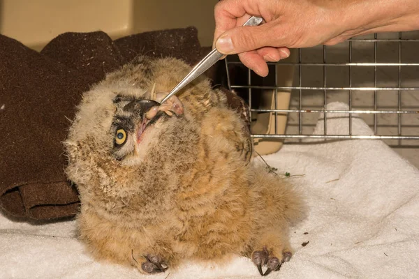 Feeding Abandoned Great Horned Owlet — Foto de Stock
