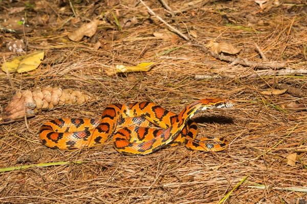 Okeetee Corn Snake Pantherophis Guttatus — Stockfoto