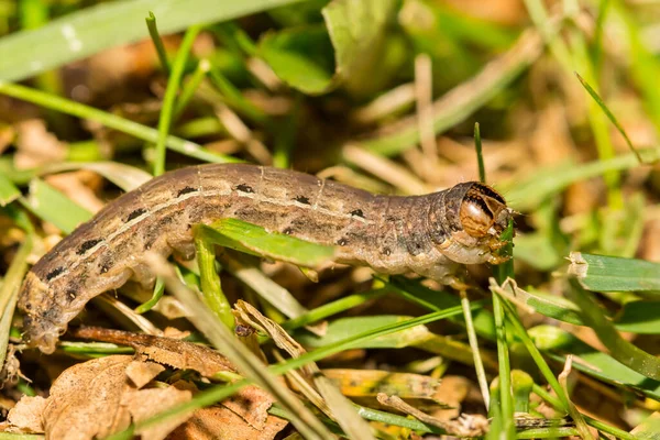 Large Yellow Underwing Caterpillar Noctua Pronuba — Foto de Stock