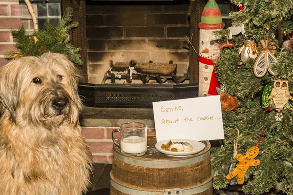 Koreansk Fårhund Som Stjäl Kakor Och Mjölk Till Tomten Julafton — Stockfoto