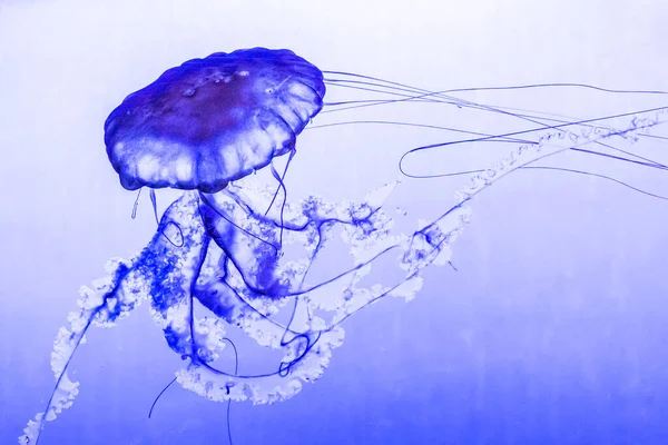 Løvemannen Jellyfish Cyanea Capillata – stockfoto