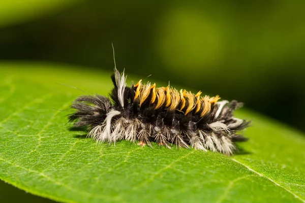 Mariposa Leche Tussock Moth Caterpillar Euchaetes Egle — Foto de Stock