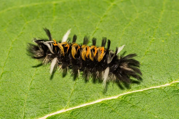 Mariposa Leche Tussock Moth Caterpillar Euchaetes Egle — Foto de Stock