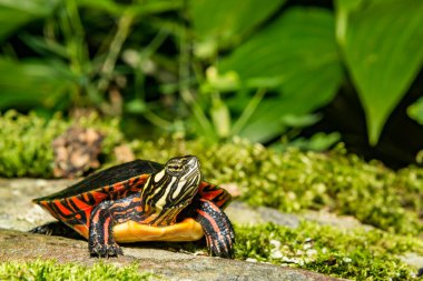 Young Eastern Painted Turtle - Chrysemys picta clipart
