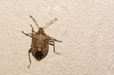 Kahverengi Marmorated Stink Bug - Halyomorpha halys 