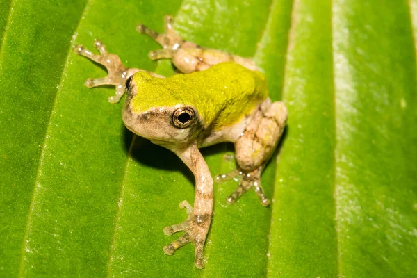 Szürke Béka Hyla Versicolor — Stock Fotó