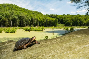 Benekli Kaplumbağa - Clemmys Guttata
