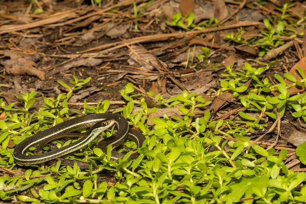 Bluestripe Ribbon Snake Thamnophis Sauritus Nitae — стоковое фото