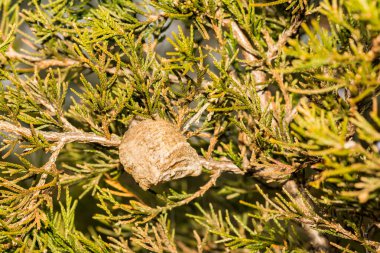 Peygamber devesi Ootheca Sedir 'de