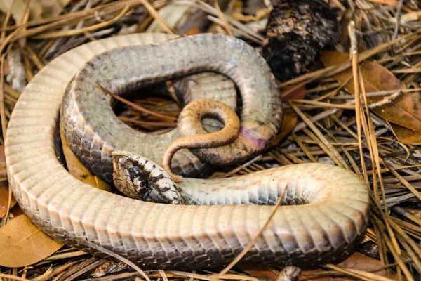 Ringneck Snake Playing Dead, Ringneck Snake Playing Dead