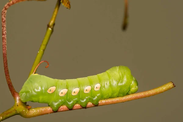 Gąsienica Pandorus Sphinx Eumorpha Pandorus — Zdjęcie stockowe