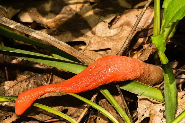 Champignon Stinkhorn Rouge Genre Mutinus — Photo