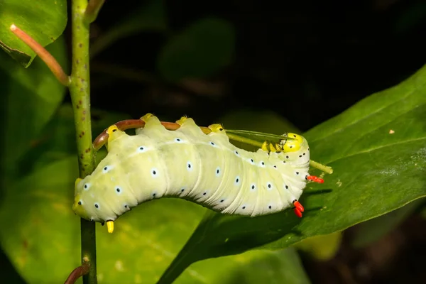 Promethea Silkmoth Caterpillar Callosamia Prometthea — Fotografia de Stock