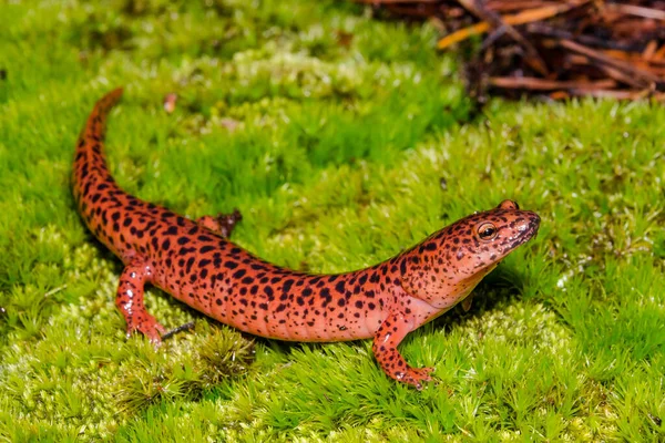 Salamandra Roja Moss Pseudotriton Ruber —  Fotos de Stock