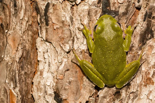 樹皮の木カエル Hyla Gratiosa — ストック写真