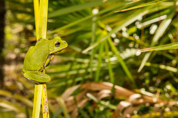 Лающая лягушка по кличке Три - Хайла