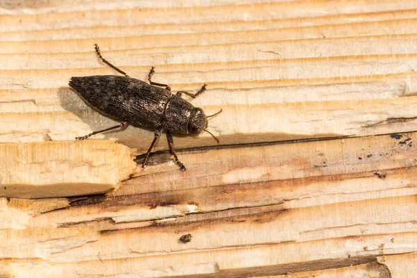 Escarabajo Barrenador Madera Dura Con Bandera Dicerca — Foto de Stock