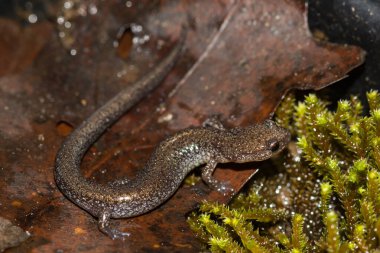 Kırmızı sırtlı Semender Kurşun Sırtlı Renk Dönüşümü Plethodon Cinereus
