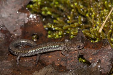Kırmızı sırtlı Semender Kurşun Sırtlı Renk Dönüşümü Plethodon Cinereus