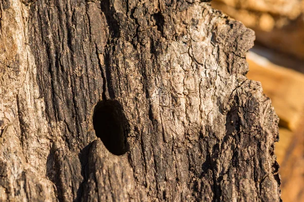 Flatheaded Hardwood Borer Beetle Exit Hole — ストック写真