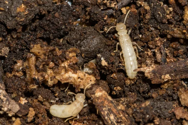 Doğu Yeraltı Termiği - Alevleri Yeniden İnceleyin