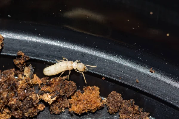 Termite Sotterranea Orientale Reticulitermes Flavipes — Foto Stock