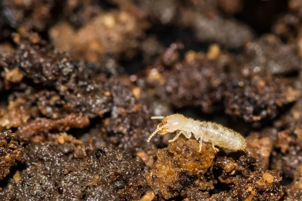 Eastern Subterranean Termite Reticulitermes Flavipes — Stock Photo, Image