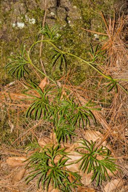 Fan Clubmoss - Diphasiastrum digitatum