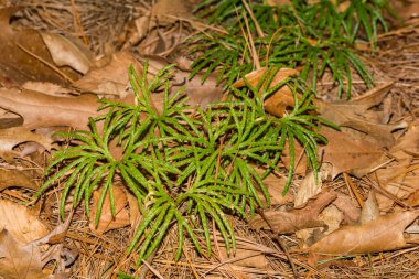 Fan Clubmoss - Diphasiastrum digitatum