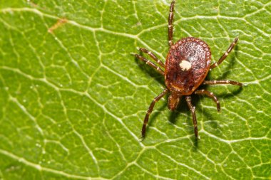 Adult Female Lone Star Tick - Amblyomma americanum