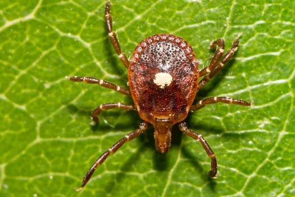 Adult Female Lone Star Tick Amblyomma Americanum — 스톡 사진