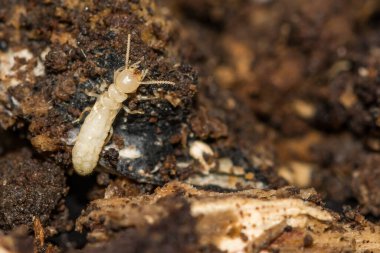 Eastern Subterranean Termite Nymph - Reticulitermes flavipes