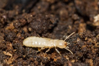 Doğu Yeraltı Termit Perisi - Reticulitermes flavipes