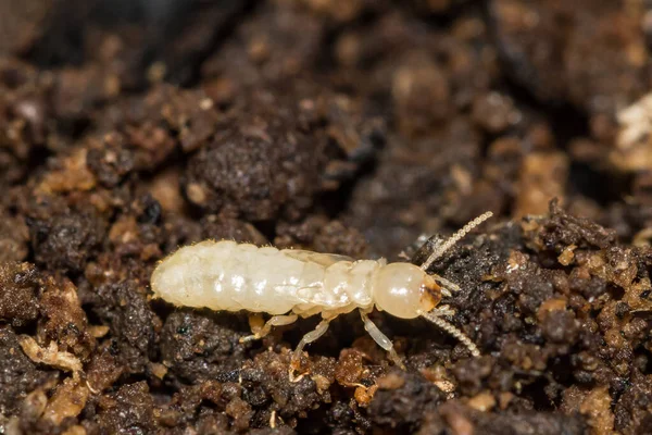 Doğu Yeraltı Termit Perisi - Reticulitermes flavipes